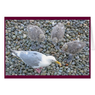tarjeta Glauco-coa alas de las gaviotas