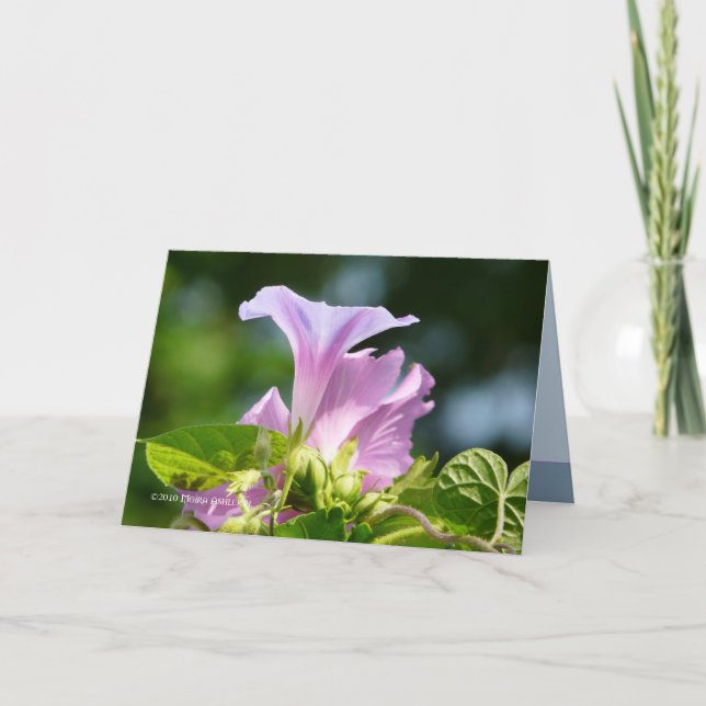 Tarjeta Gloria de la mañana 1 (Anverso)