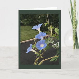 Tarjeta Gloria de la mañana cascada azul en blanco