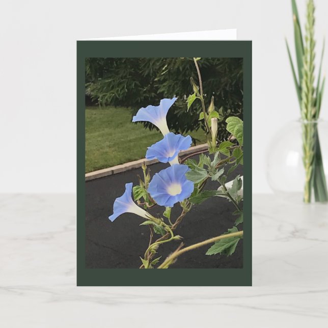 Tarjeta Gloria de la mañana cascada azul en blanco  (Anverso)