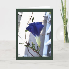 Tarjeta Gloria de la Mañana Indigo Swirl en Blanco