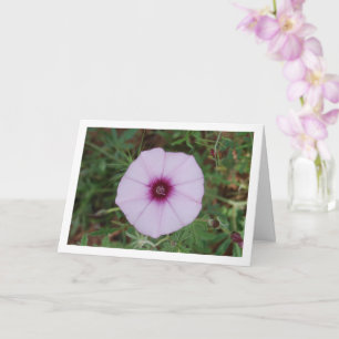 Tarjeta Gloria de la Mañana Lila, Flor Silvestre de Enreda