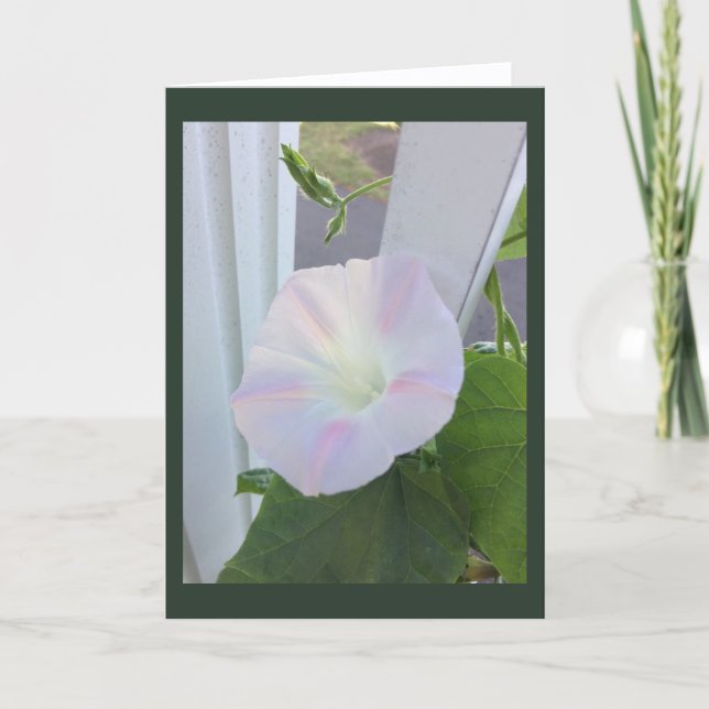 Tarjeta Gloria de la Mañana Opal Pálida en Blanco (Anverso)