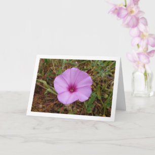 Tarjeta Gloria de la Mañana Púrpura, Malva Campanilla Flor