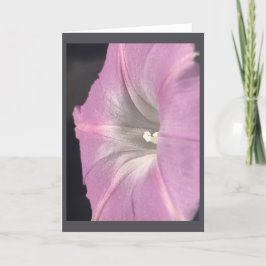 Tarjeta Gloria de la Mañana Rosa-Seda en Blanco
