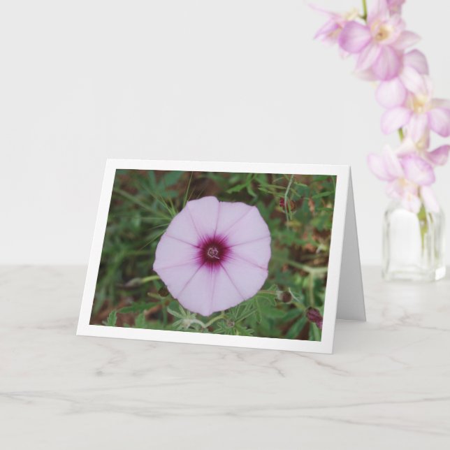 Tarjeta Gloria matutina de Lilac, flor silvestre Mallow Bi (Orquídea)