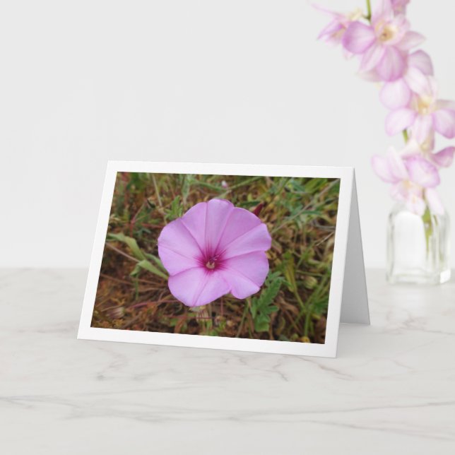 Tarjeta Gloria morada púrpura, flor silvestre Mallow Bindw (Orquídea)
