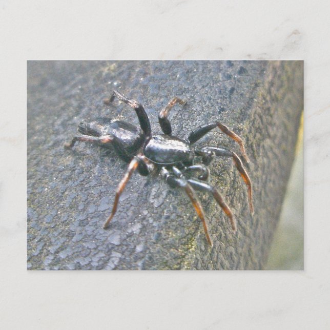 Tarjeta Gnaphosid Spider (Anverso)