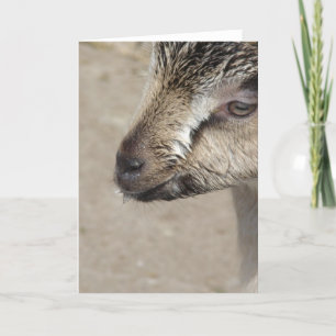 Tarjeta Goat Kid