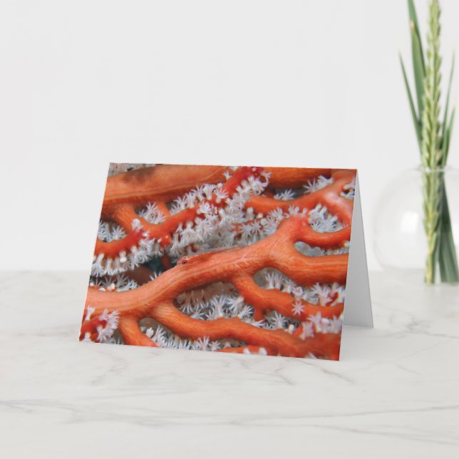 Tarjeta Goby (Anverso)