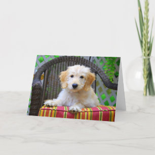 Tarjeta Golden Doodle Puppy