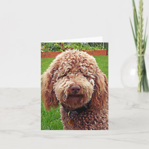 Tarjeta Golden Doodle Stella