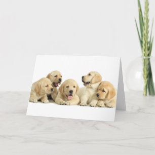 Tarjeta Golden Labrador Puppy Pile
