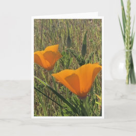 Tarjeta Golden Poppies - 2