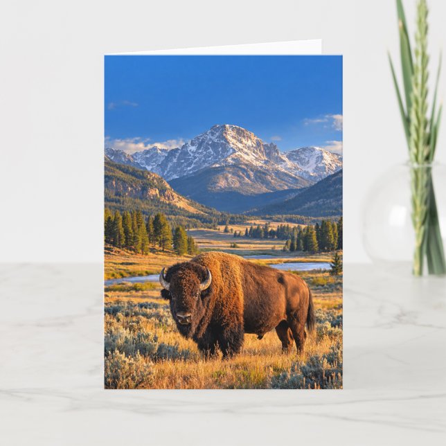 Tarjeta Golden Prairie Wildlife American Bison Blank (Anverso)