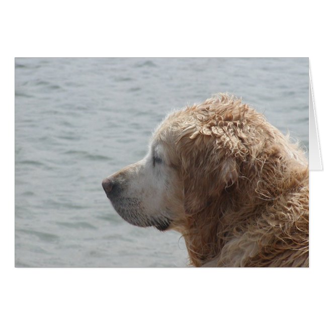 Tarjeta Golden Retriever (Anverso (Horizontal))