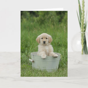 Tarjeta Golden Retriever In Wash Basil