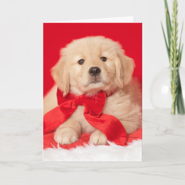 Tarjeta Golden Retriever Seasons Gurr-eetings Puppy (Anverso)