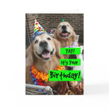 Golden Retriever Yay Es tu cumpleaños