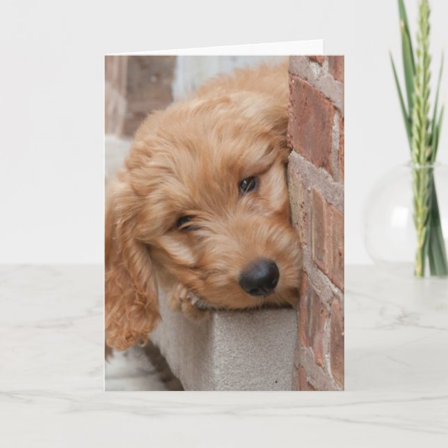 Tarjeta Goldendoodle cachorro picado (Anverso)
