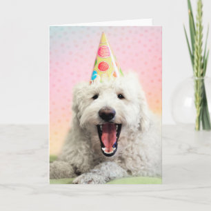 Tarjeta Goldendoodle Con Gorra Fiesta