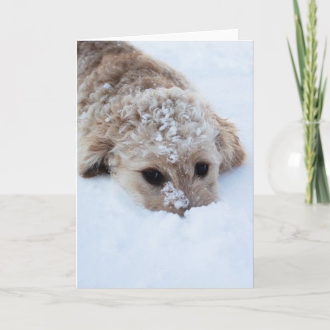 Tarjeta Goldendoodle Con Nariz En Nieve (Anverso)