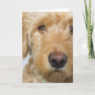 Tarjeta Goldendoodle Puppy Closeup