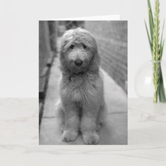 Tarjeta Goldendoodle Puppy En El Patio Trasero (Anverso)