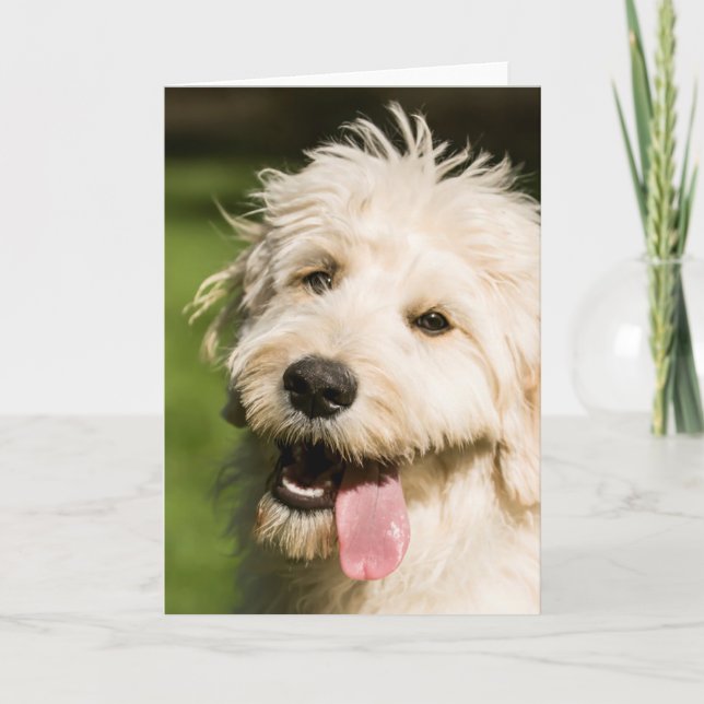 Tarjeta Goldendoodle Puppy Panting (Anverso)