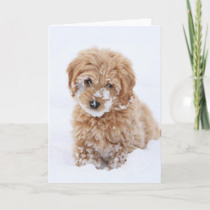 Tarjeta Goldendoodle Puppy With Snow On Face