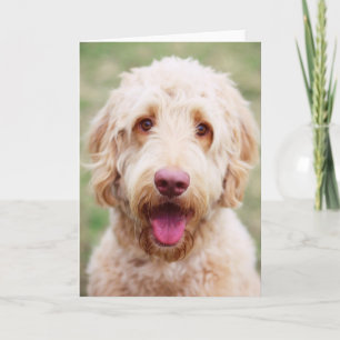 Tarjeta Goldendoodle Smiling