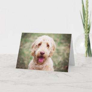Tarjeta Goldendoodle Smiling