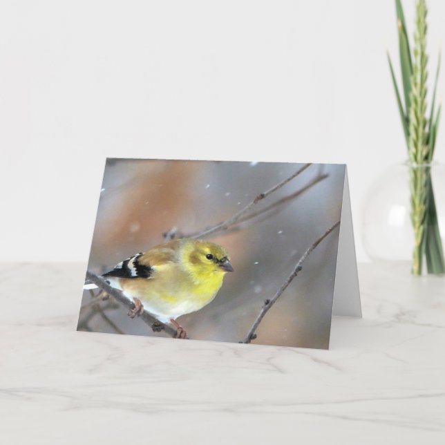 Tarjeta Goldfinch (Anverso)
