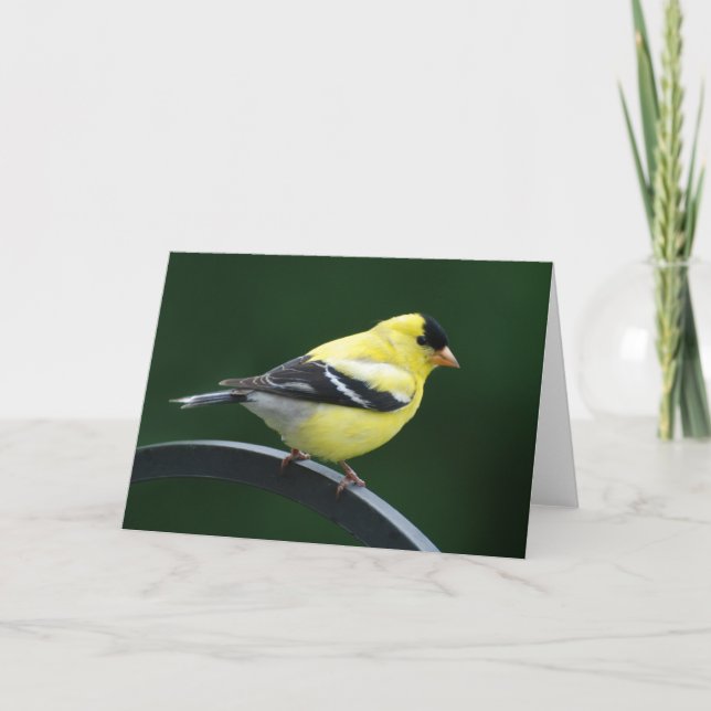 Tarjeta Goldfinch (Anverso)