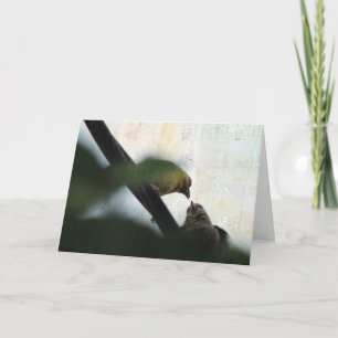 Tarjeta Goldfinch alimenta al bebé, cumpleaños