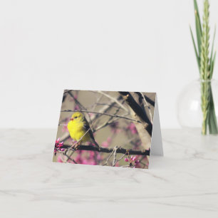 Tarjeta Goldfinch en un Redbud en primavera