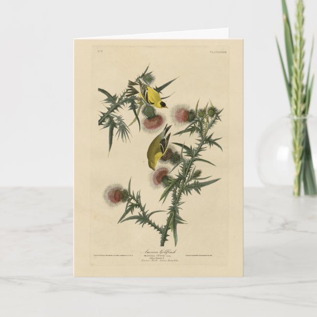 Tarjeta Goldfinch estadounidense de los pájaros de Estados (Anverso)