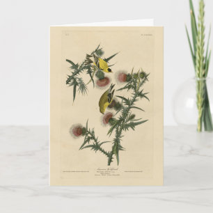 Tarjeta Goldfinch estadounidense de los pájaros de Estados