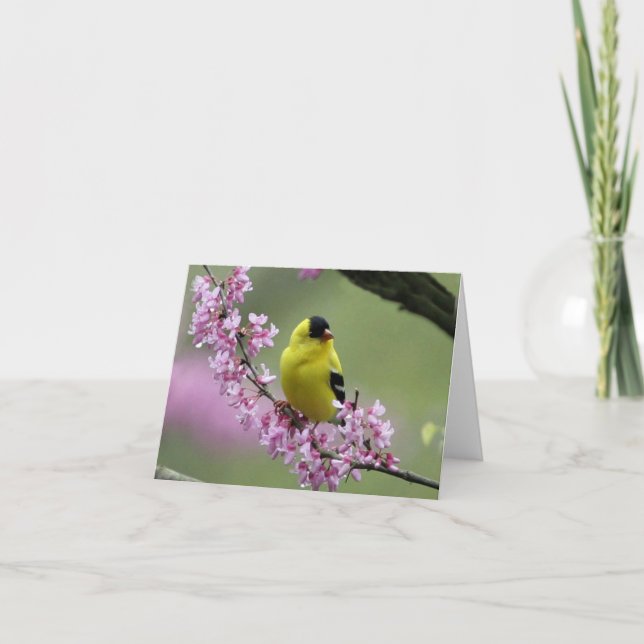Tarjeta Goldfinch sobre la floreciente rama de árbol Redbu (Anverso)