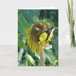 Tarjeta Goldfinch y un girasol