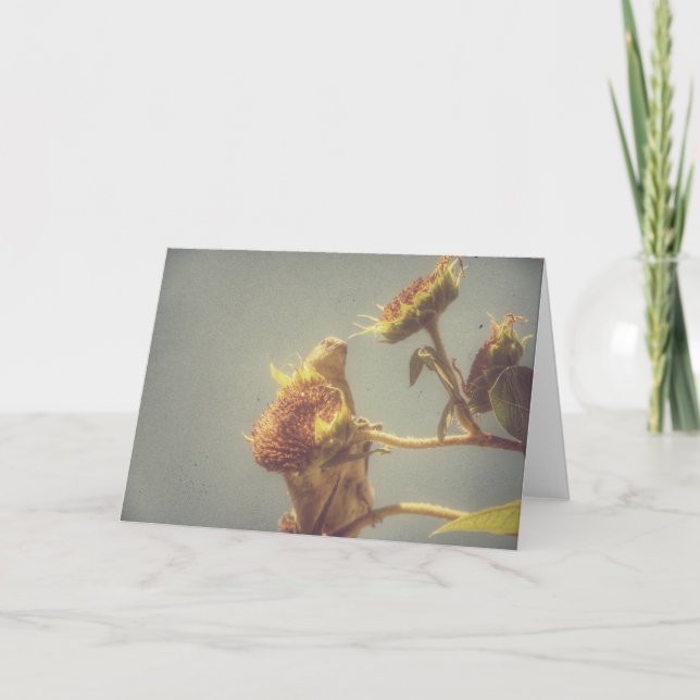 Tarjeta Goldfinch y una fotografía retro de girasol (Anverso)