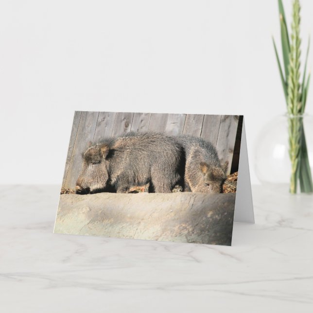 Tarjeta Gomas difusas (Anverso)