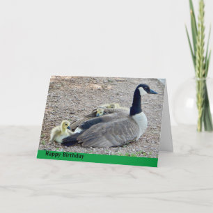 Tarjeta Goose con cumpleaños de bebé