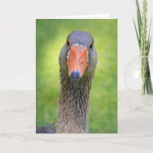 Tarjeta Goose In the Sunshine Birthday