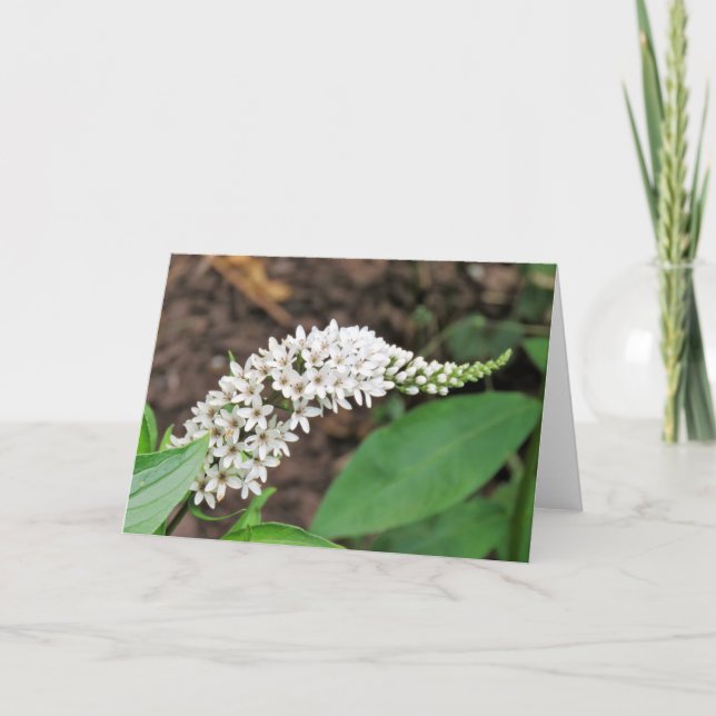 Tarjeta Gooseneck Loosestrife (Anverso)
