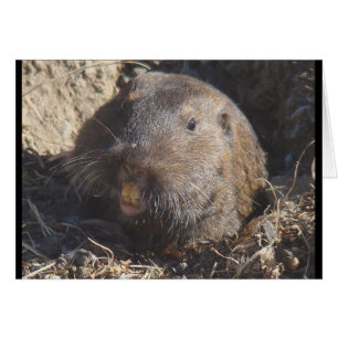 Tarjeta Gopher