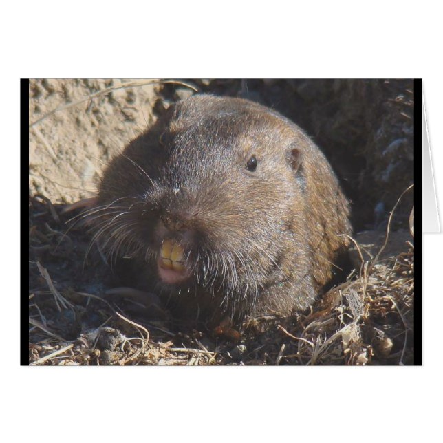 Tarjeta Gopher (Anverso (Horizontal))