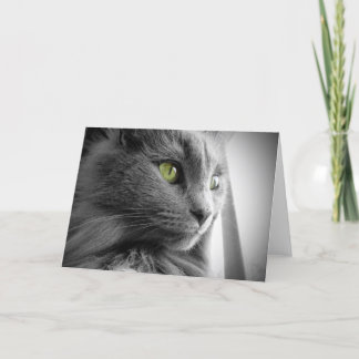 Tarjeta Gordo gato azul gris con ojos verdes - en blanco