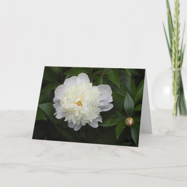 Tarjeta Gorgoous Peony Flower Fotografía (Anverso)