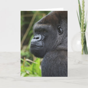 Tarjeta Gorila Lowland de Silverback, cautivo de gorilas